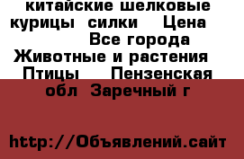 китайские шелковые курицы (силки) › Цена ­ 2 500 - Все города Животные и растения » Птицы   . Пензенская обл.,Заречный г.